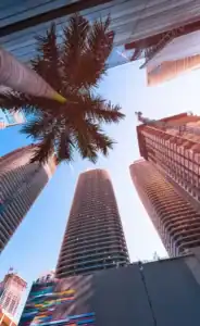 palm tree and tall sky scrapers in Coral Springs